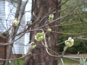 20th Mar 2011 - Dogwood Flowers Blooming 3.20.11