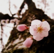 20th Mar 2011 - Blossom