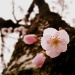 Blossom by sarahhorsfall