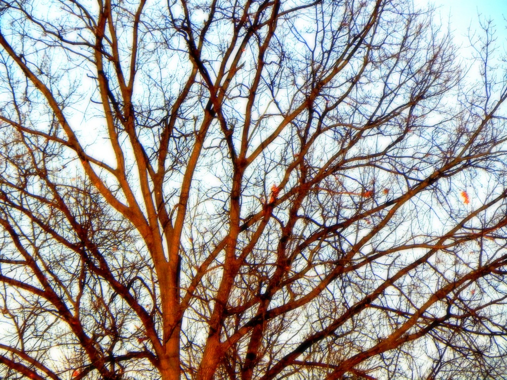 Tree by mej2011