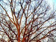 20th Mar 2011 - Tree