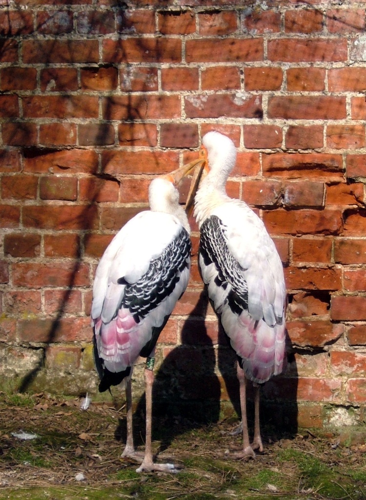 Storks Of Thrigby by itsonlyart