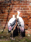 18th Mar 2011 - Storks Of Thrigby