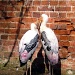 Storks Of Thrigby by itsonlyart