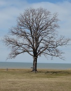 20th Mar 2011 - Historic Tree