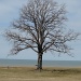 Historic Tree by brillomick