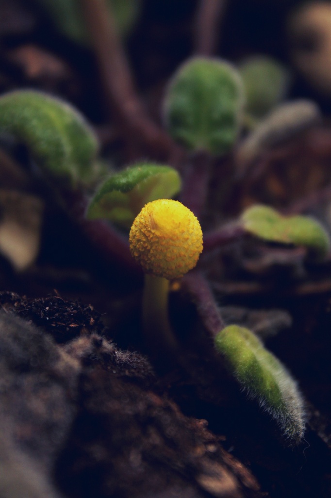 toadstool by pocketmouse