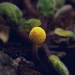 toadstool by pocketmouse