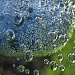 Blueberry bubbles by alia_801
