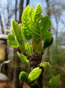 21st Mar 2011 - Budding of the Fig Tree