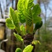 Budding of the Fig Tree by vernabeth