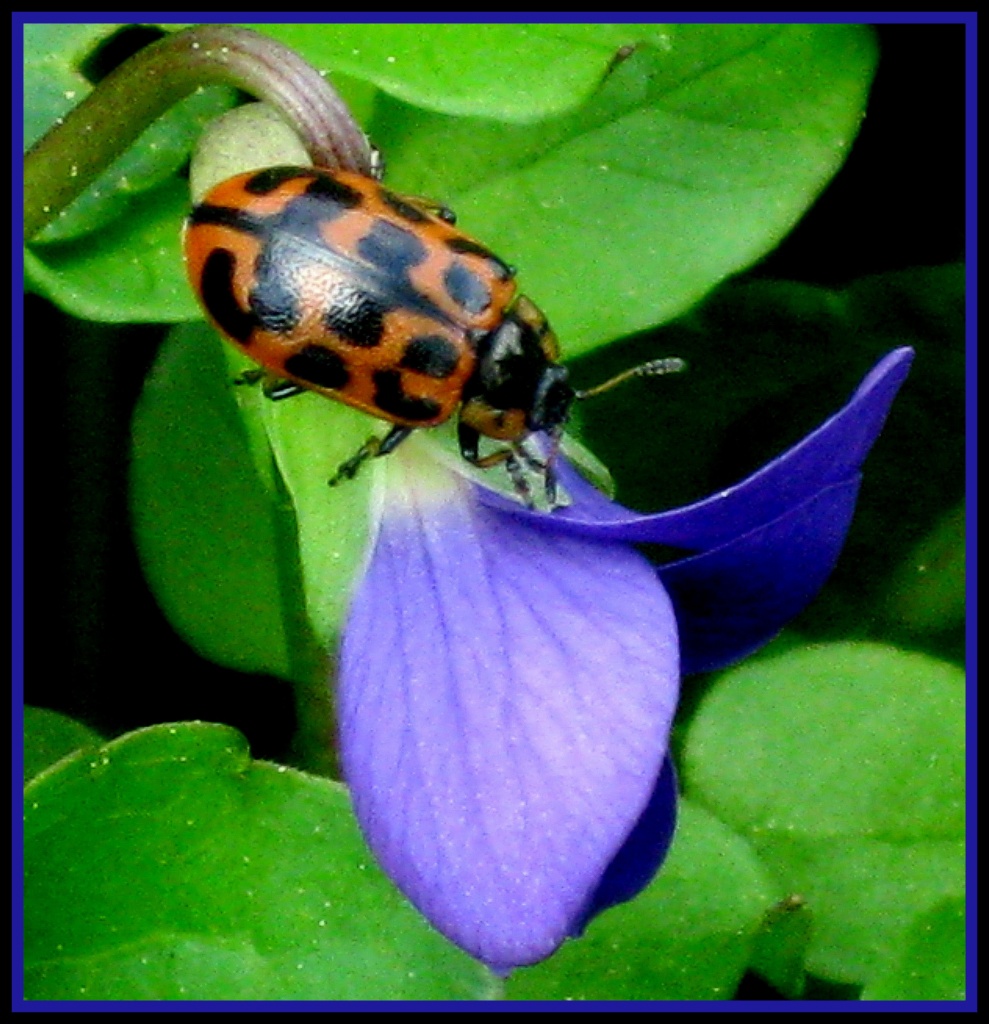 Ladybug, Ladybug, Don't Fly Away! by cjwhite