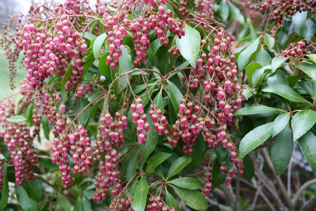 Pieris plant ready to bloom by mittens