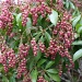 Pieris plant ready to bloom by mittens