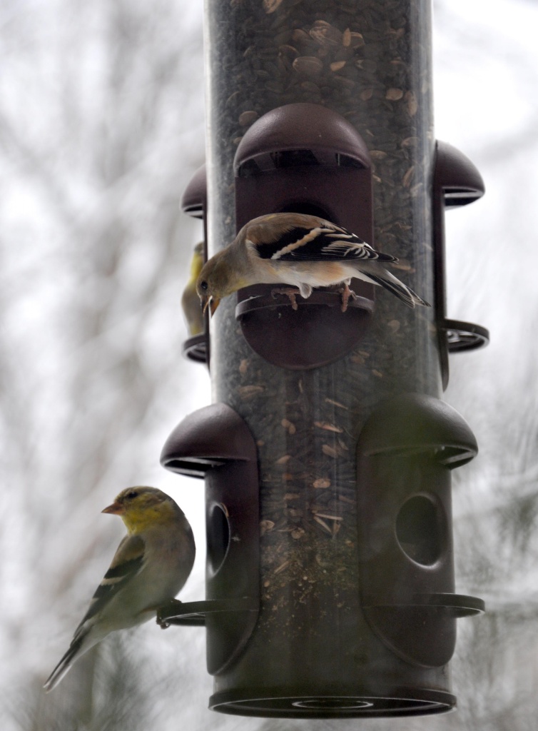 Finches by cwarrior