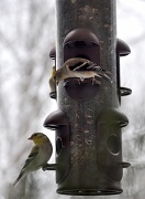 21st Mar 2011 - Finches