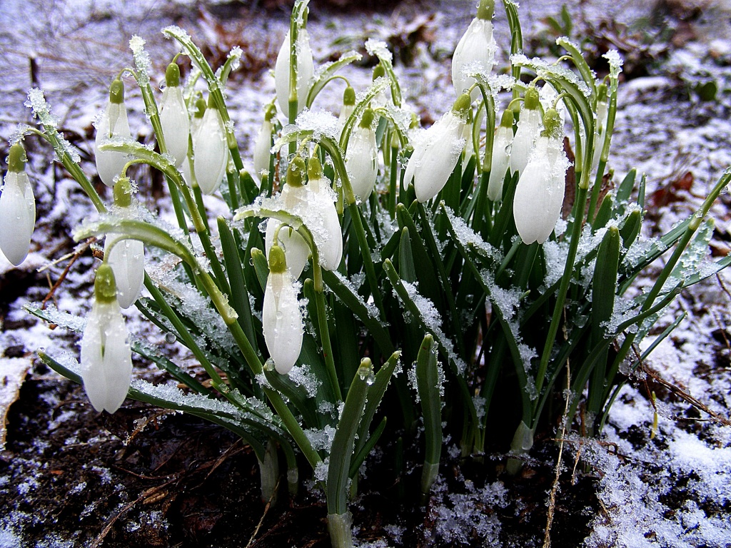 Snowflakes on Snowdrops on the First Day of Spring by lauriehiggins