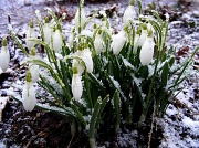 21st Mar 2011 - Snowflakes on Snowdrops on the First Day of Spring