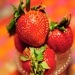 Fresh Strawberries by dora