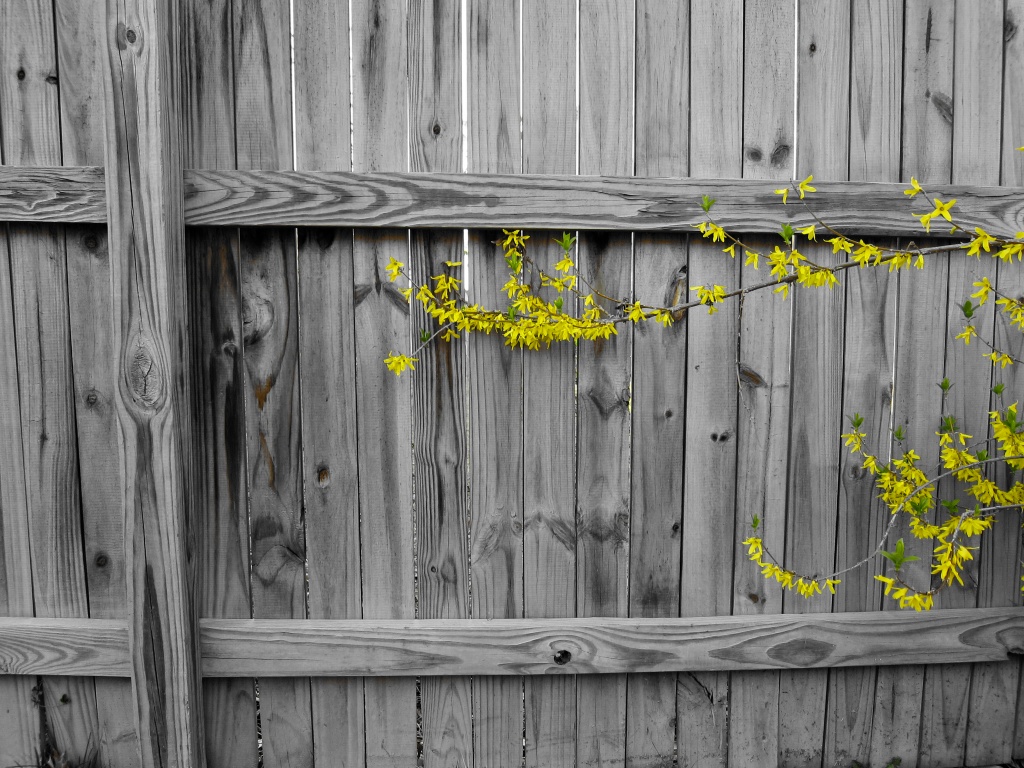 Forsythia Accent on Fence by jbritt
