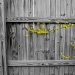 Forsythia Accent on Fence by jbritt