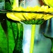 Water Daisy by melinareyes