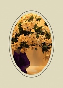 21st Mar 2011 - White Flowers - Purple Vase