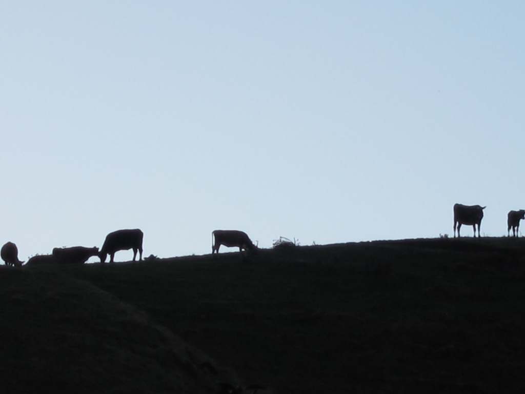 Cows on a hill by happypat