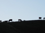 21st Mar 2011 - Cows on a hill