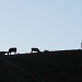 Cows on a hill by happypat