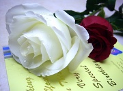 8th Mar 2011 - Beautiful roses