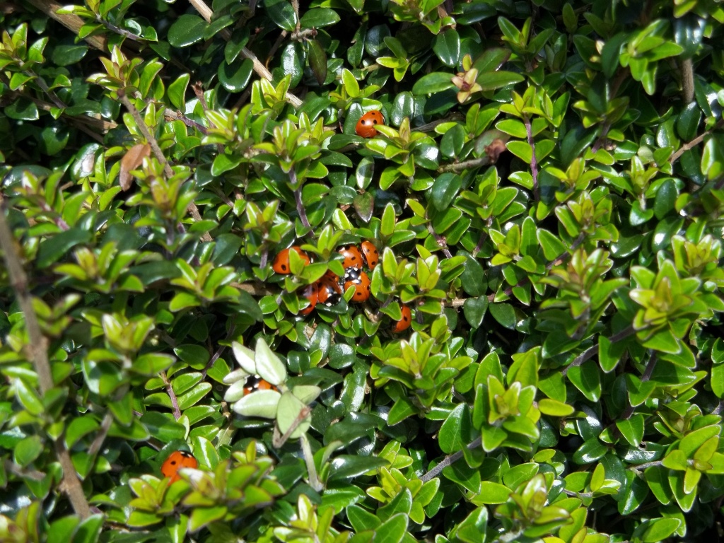 A Loveliness of Ladybirds by rosbush