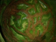 17th Mar 2011 - Avocado