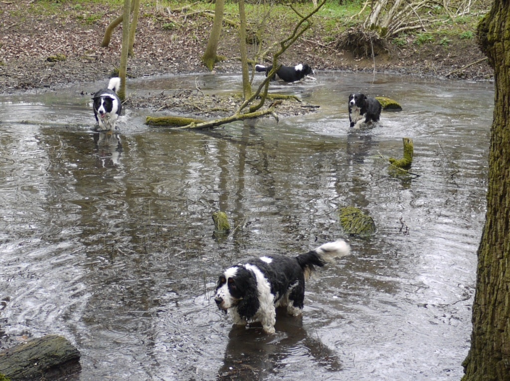 Dogs in a pond by judithg