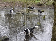 22nd Mar 2011 - Dogs in a pond