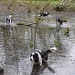 Dogs in a pond by judithg