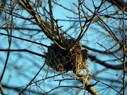 22nd Mar 2011 - Nest