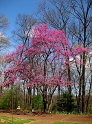 22nd Mar 2011 - Redbud Tree