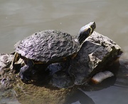 22nd Mar 2011 - Turtle basking in the sun