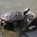 Turtle basking in the sun by mittens