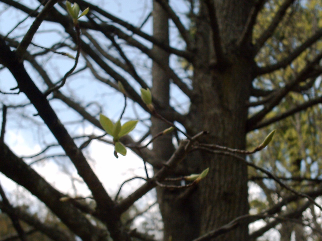 Black Gum Tree Buds 3.22.11 by sfeldphotos