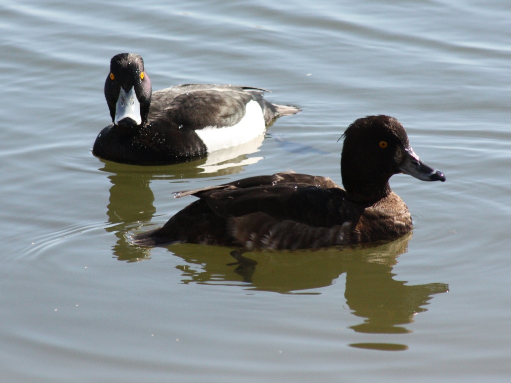Tufted Duck by natsnell