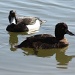 Tufted Duck by natsnell