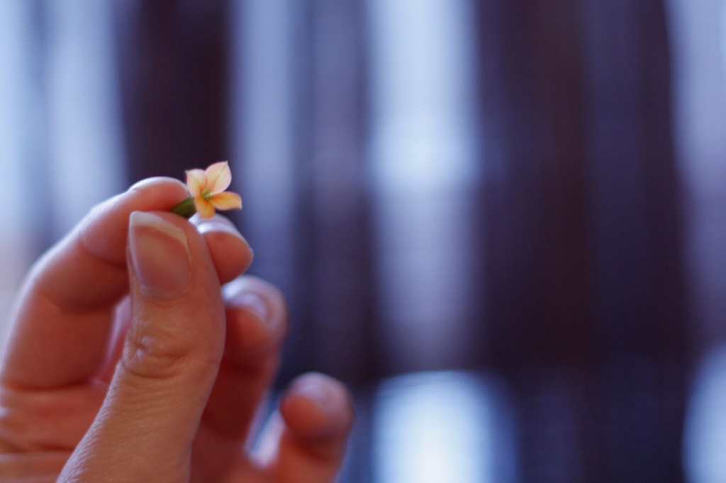 Tiny Flower... by laurentye