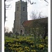 Daffodils in St John the Baptist Churchyard at Snape. copy by judithdeacon