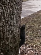 21st Mar 2011 - The Ever Elusive Black Squirrel