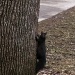 The Ever Elusive Black Squirrel by labpotter