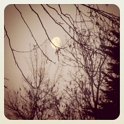 23rd Mar 2011 - Moon & Trees