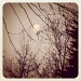 Moon & Trees by mattjcuk