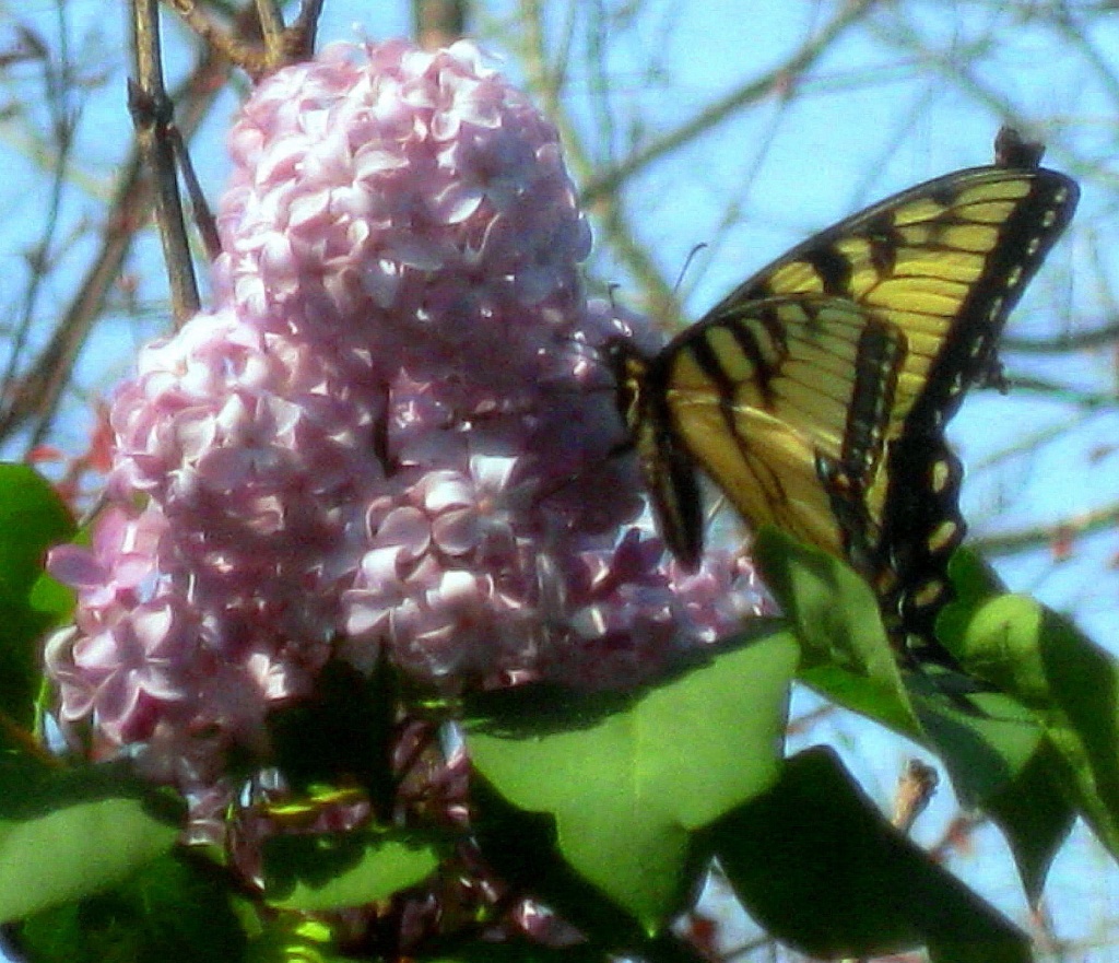 Butterfly on Lilac bush by vernabeth